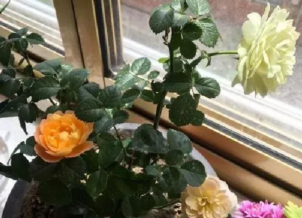 植物换土|盆栽月季换土时间和方法