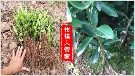 枳壳、红桔、资阳香橙砧木的优缺点,哪个好 | 种植资料
