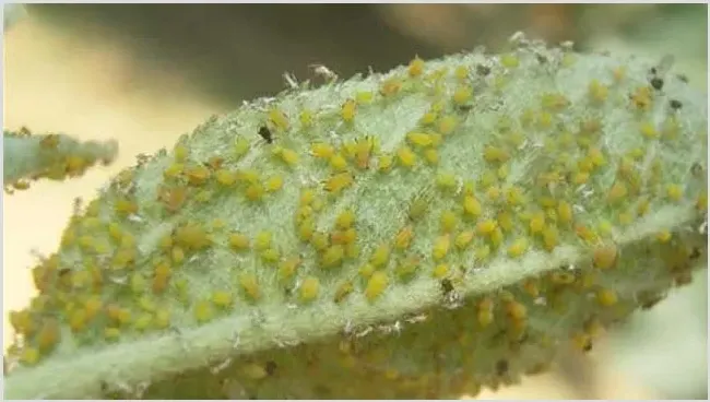 蚜虫的危害及防治 | 自然知识