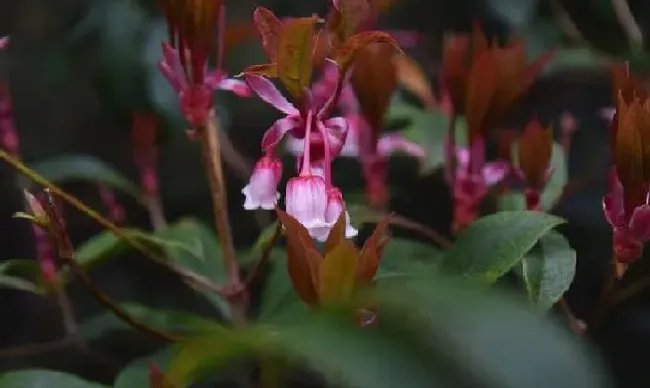 养殖科普|家里适合养灯笼花吗（风水学灯笼花可以在室内养殖吗）