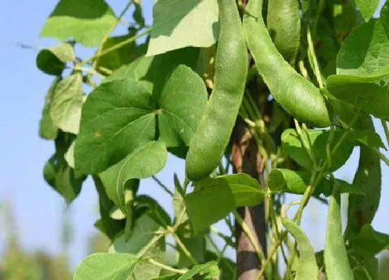 种植管理|四季豆的生长周期是多长时间