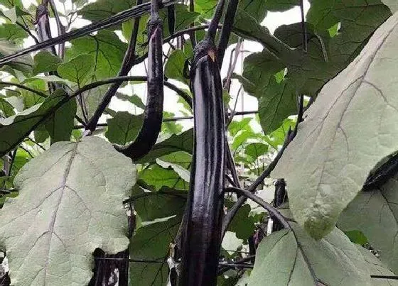 不开花|茄子为什么不开花