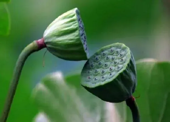 植物文学|莲蓬的生长过程