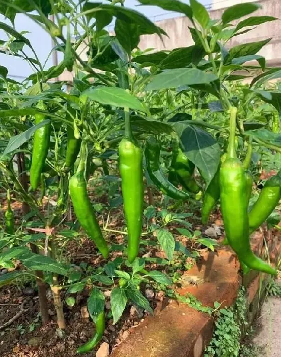 种植管理|夏天种辣椒的种植方法和时间，辣椒如何播种育苗和管理）