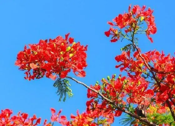 花期|凤凰花花期是什么时候