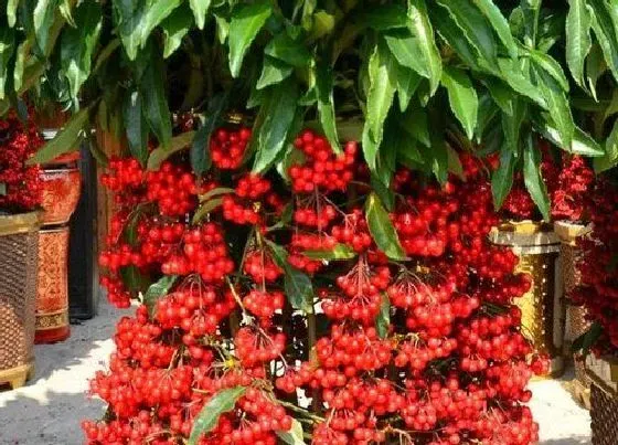 开花时间|腰缠万贯一年开几次花