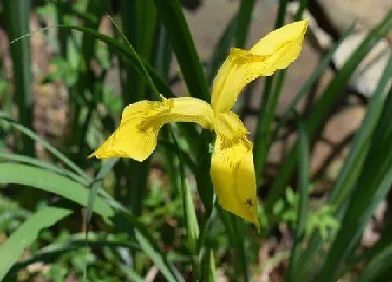 植物百科|菖蒲开花吗 开花是什么样子