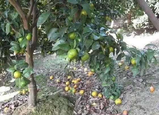 种植管理|沙糖桔的种植技术与管理