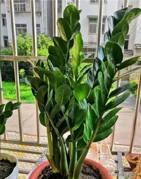 植物繁殖|金钱树太大了怎样分株，金钱树分株分小苗还是老苗）