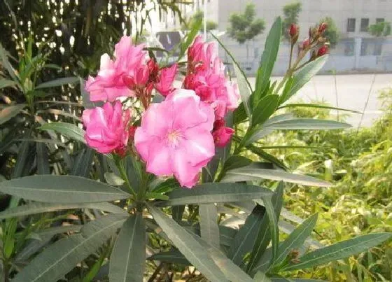 植物百科|夹竹桃属于什么植物类型