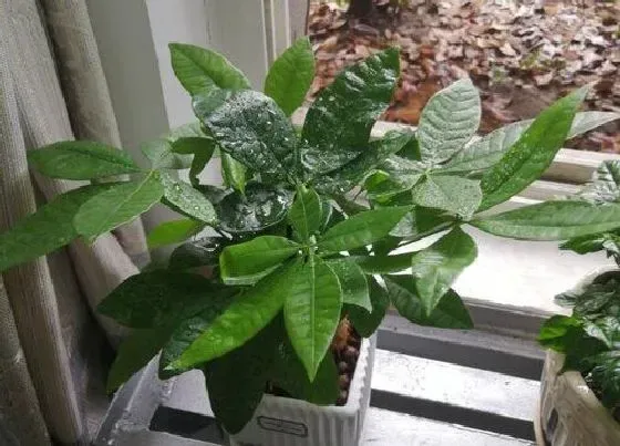 种植位置|家里可以种发财树吗