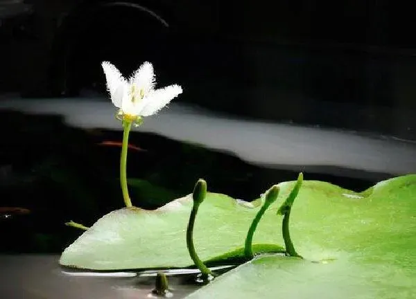 养殖方法|一叶莲的花谢了怎么办