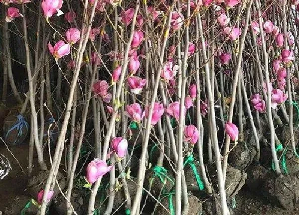 植物扦插|玉兰花可以扦插吗