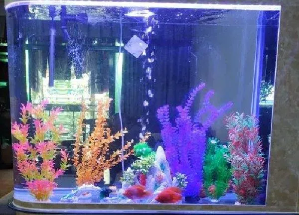 植物浇水|鱼缸的水可以浇花吗