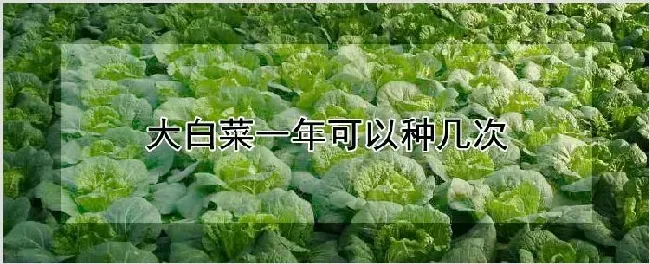 大白菜一年可以种几次 | 耕种资料