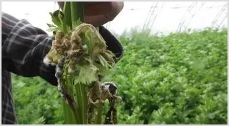 冬季温室芹菜病害的防治方法 | 植物病害