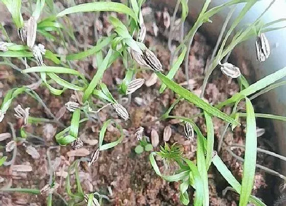 植物播种|小茴香什么时候播种