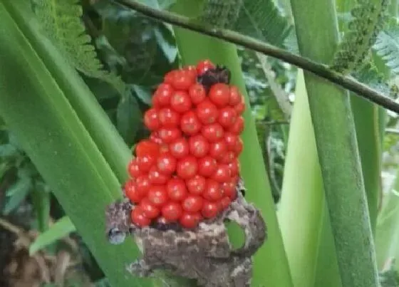 植物百科|滴水观音有种子吗