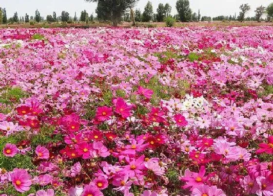 种植管理|格桑花种植时间与生长周期