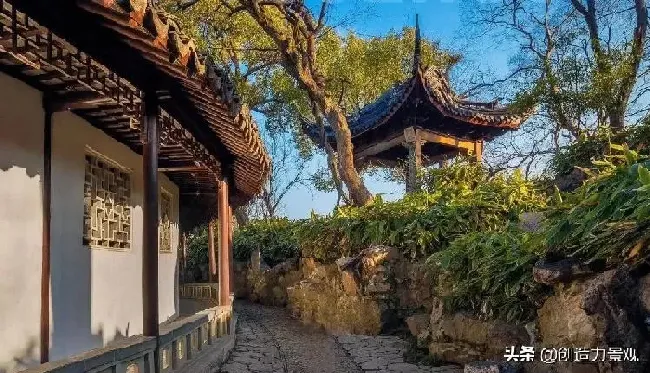 庭院摆放|自家院子里种什么树好（从风水的角度庭院里种什么树好）