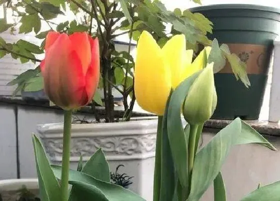植物产地|郁金香原产地在哪里