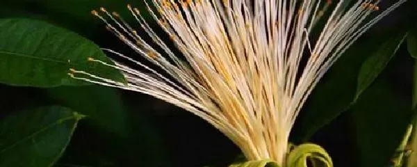 植物移栽|发财树怎么分盆容易成活 掌握正确的分盆时间和
