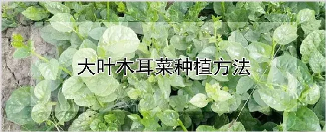 大叶木耳菜种植方法 | 种植资料