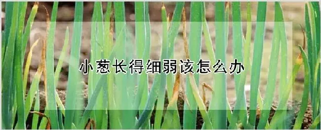 小葱长得细弱该怎么办 | 养殖技术