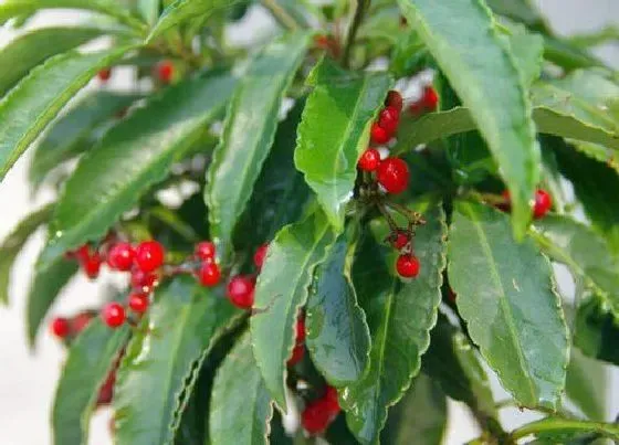开花时间|腰缠万贯一年开几次花