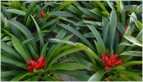 凤梨花种植方法和技术 | 农业技术