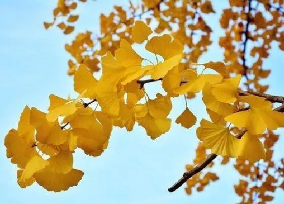 植物百科|银杏树什么时候最好看（11月至12月是银杏最佳观赏期）