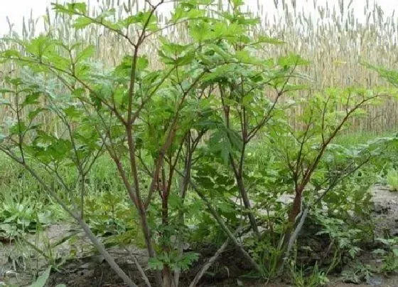 生长环境|黄芪生长环境条件及特点