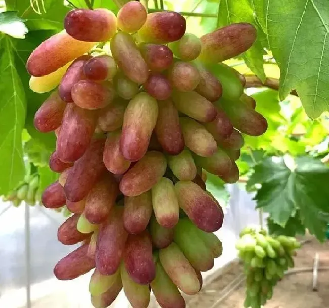 喷药|葡萄得了霜霉病用什么药有效（霜霉病严重打什么药效果好）