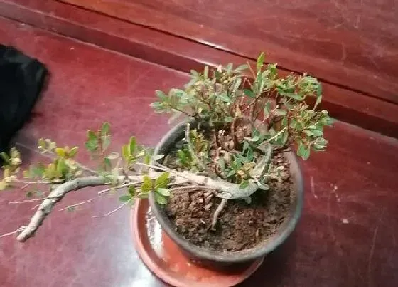 植物百科|金弹子是什么植物