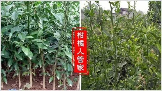 枳壳、红桔、资阳香橙砧木的优缺点,哪个好 | 种植资料