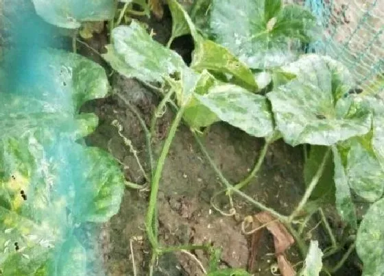 植物施肥|种香瓜用什么肥料最好