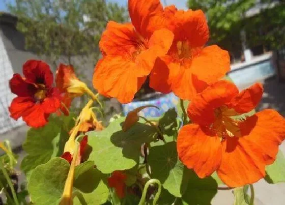 植物毒性|旱荷花有毒吗 可以放在室内养吗