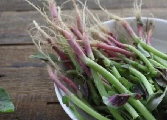 食用须知|苋菜的根茎能吃吗