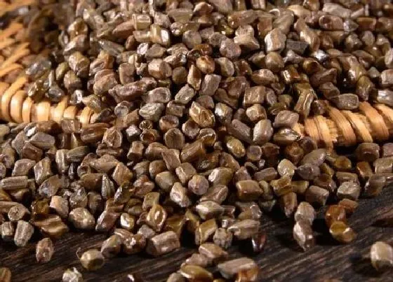 功效常识|决明子的功效与作用及食用方法