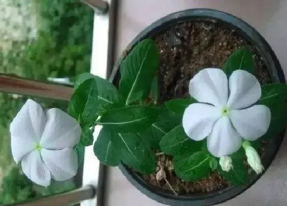 植物毒性|长春花有毒吗 能在家里养吗