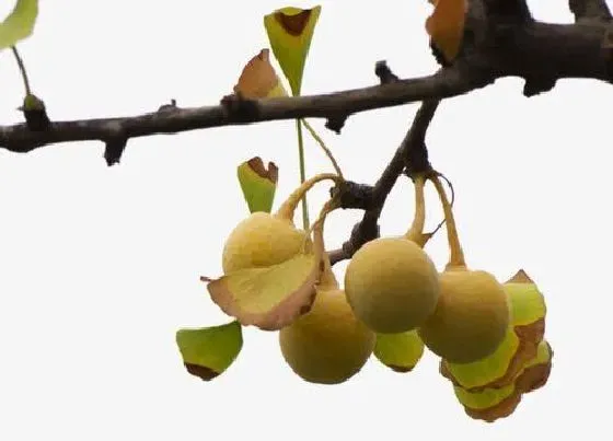 果实成熟|银杏什么时候成熟
