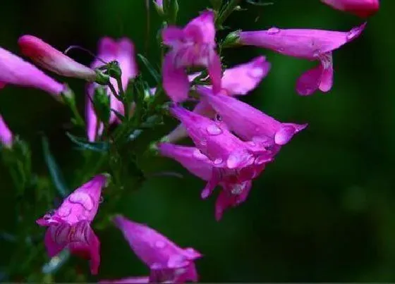 植物百科|紫色宿根花卉有哪些