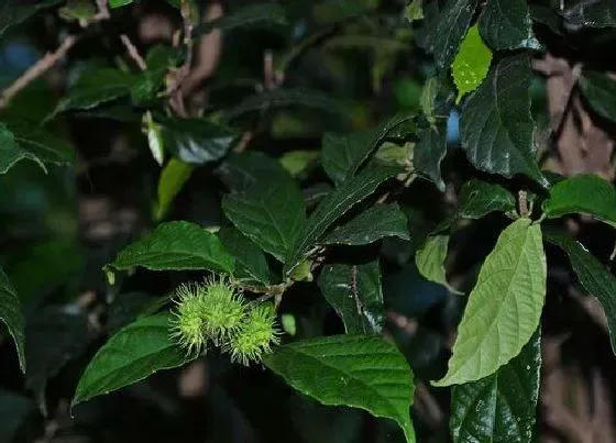 叶子|鹧鸪茶是什么树的叶子