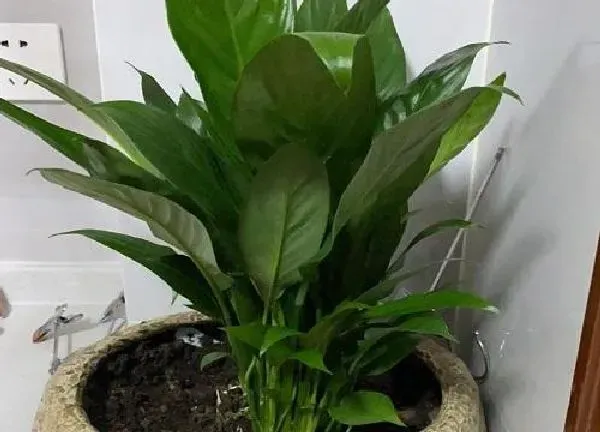 植物换土|白掌用什么土最好
