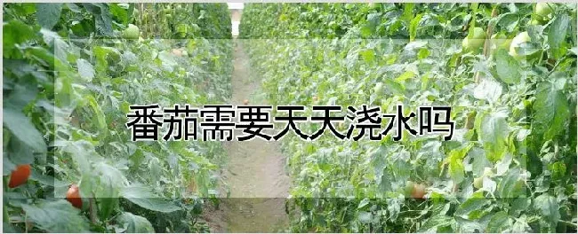 番茄需要天天浇水吗 | 耕种资料