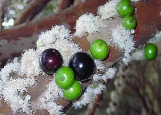 花朵诊疗|嘉宝果催花时间和方法