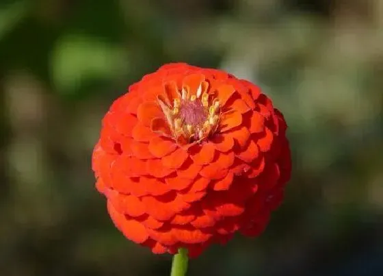 开花时间|百日草一年开几次花