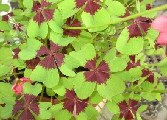 植物寓意|代表希望的植物有哪些