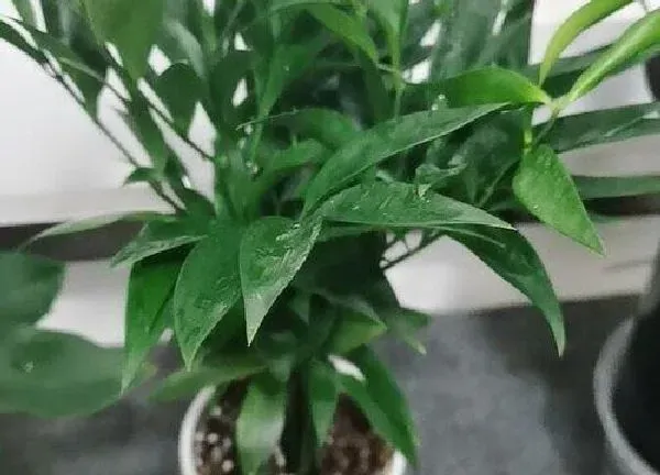 植物浇水|竹柏多长时间浇一次水