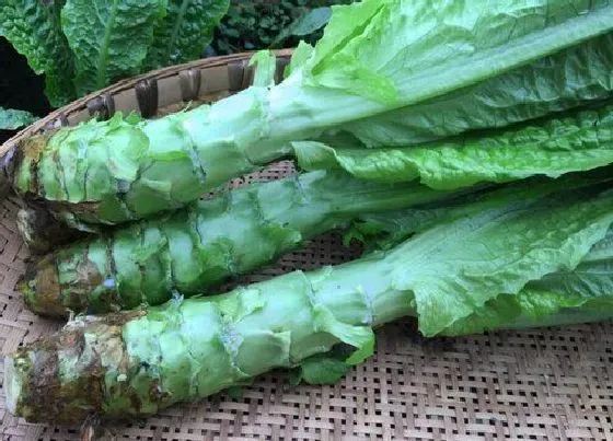 冬天植物|莴笋可以耐多少度低温